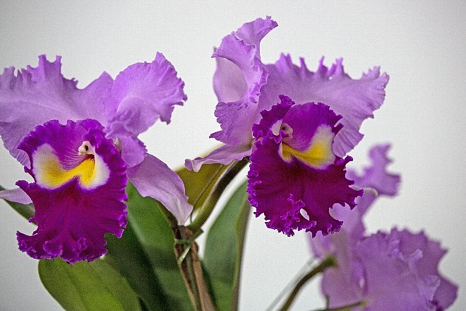 orchid1819_x660.jpg