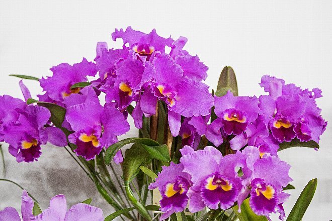 orchid1821_x660.jpg