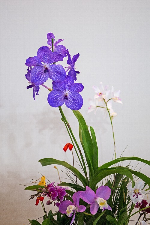 orchid1846_y8.jpg