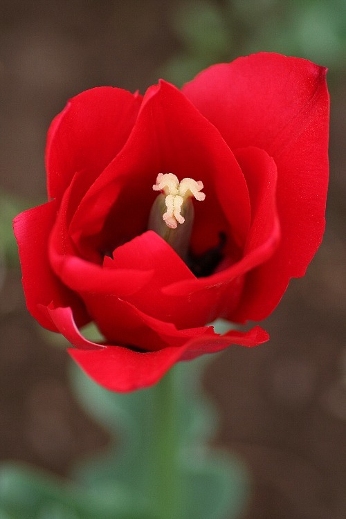 tulip0807_y750.jpg