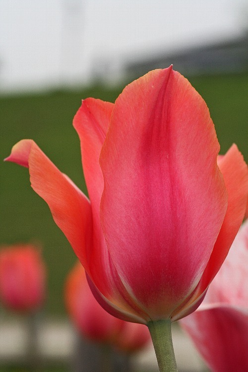 tulip0811_y750.jpg