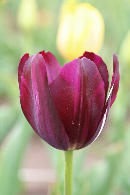 tulip0825_y750.jpg