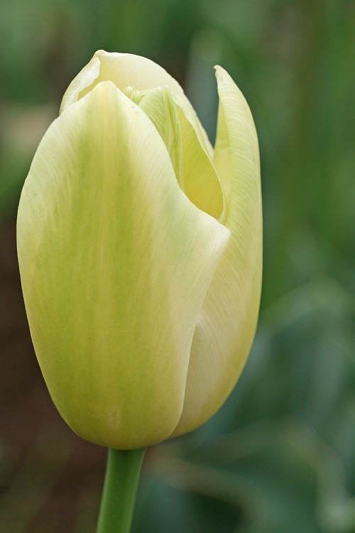 tulip0833_y750.jpg