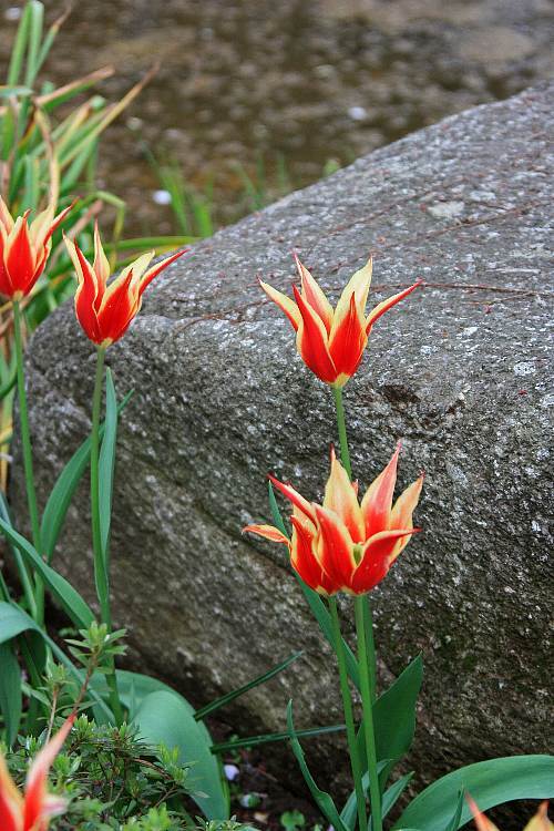 tulip1013_y750.jpg