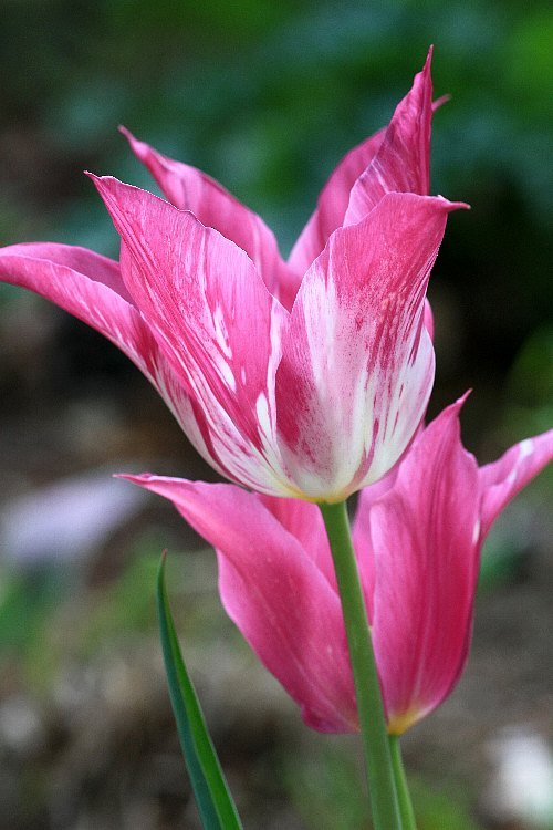 tulip1014_y750.jpg