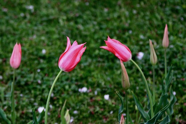 tulip1015_x640.jpg
