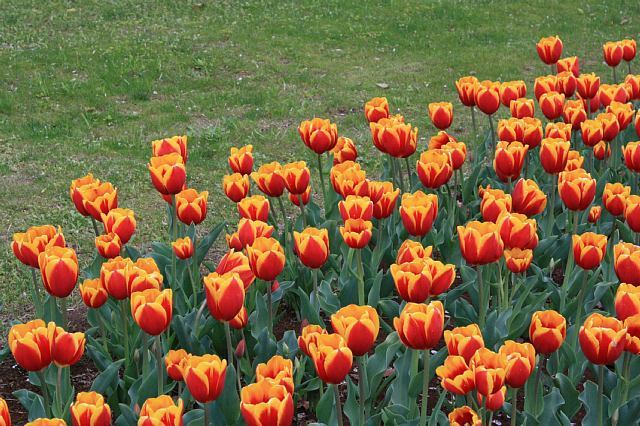 tulip1016_x640.jpg