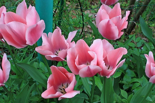 tulip1029_x640.jpg