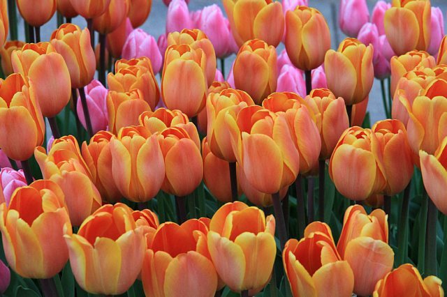 tulip1105_x640.jpg