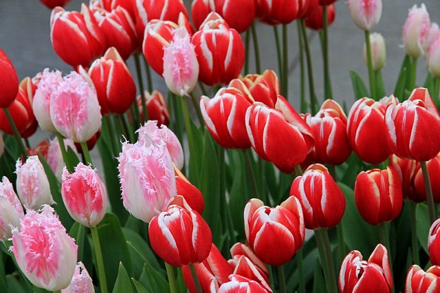 tulip1111_x640.jpg
