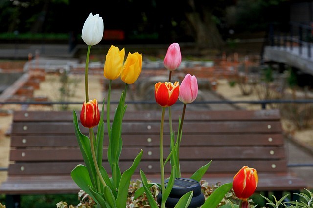 tulip1124_x640.jpg