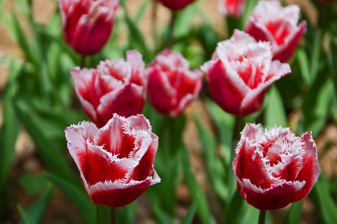 tulip1717_x660.jpg