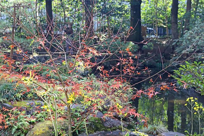 momiji2031_x660.jpg