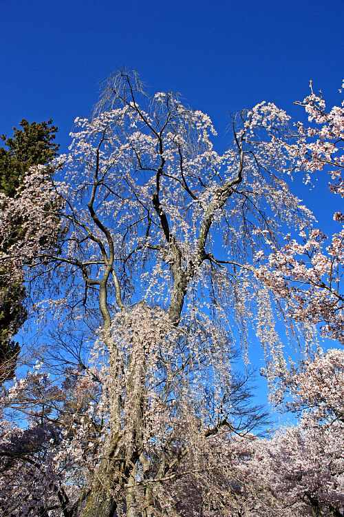 sakura10d24_y750.jpg